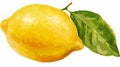 Fresh Lemon with Vibrant Green Leaf and Text Vector Illustration Royalty Free Stock Photo