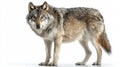 Majestic Wild Wolf Isolated on White Background for Adobe Stock Photos Royalty Free Stock Photo