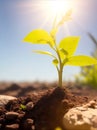 plant growing with the ground warmed in the sun\'s blurry image for wallpaper, soft, generative using ai