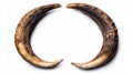 Two Curved Wild Boar Tusks on White Background for Wildlife or Hunting Designs Royalty Free Stock Photo
