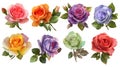 Vibrant Colorful Rose Bouquets Collection on Transparent Background Royalty Free Stock Photo
