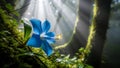 Ethereal Blue Flower with Sunbeams and Water Droplets in Foggy Forest Royalty Free Stock Photo