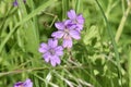Geraniums growing wild in a meadow