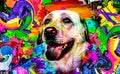 Image of german shepherd bright colorful background