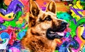 Image of german shepherd bright colorful background