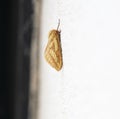 Ghost Moth Royalty Free Stock Photo