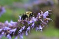 Image of giant Anise hyssop Agastache foeniculum in a summer garden. Royalty Free Stock Photo