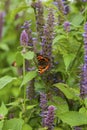 Anise hyssop