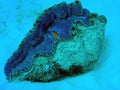 image of giant on Great Barrier Reef Ausralia