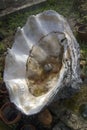Image of a giant clam shell, tridacnagigas Royalty Free Stock Photo