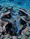 Image giant Tridacna on Great Barrier Reef