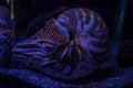 Image of a giant nautilus