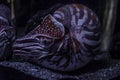 Image of a giant nautilus