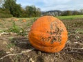 Image of a giant orange pumpkin on the field of pumpkins.