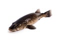 Image of giant snakehead fish on a white background. Underwater animals. Fishs. Illustration. Generative AI Royalty Free Stock Photo