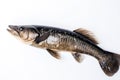 Image of giant snakehead fish on a white background. Underwater animals. Fishs. Illustration. Generative AI Royalty Free Stock Photo