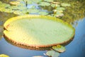 Image of Giant Victoria lotus in water , Victoria waterlily, ama Royalty Free Stock Photo