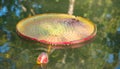 Image of Giant Victoria lotus in water , Victoria waterlily, ama Royalty Free Stock Photo