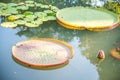 Image of Giant Victoria lotus in water , Victoria waterlily, ama Royalty Free Stock Photo