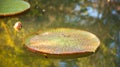 Image of Giant Victoria lotus in water , Victoria waterlily, ama Royalty Free Stock Photo
