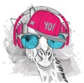 The image of the giraffe in the glasses, headphones and in hip-hop hat. Vector illustration.