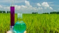 Image of a glass flask with a chemical solution on the background of young rice shoots.