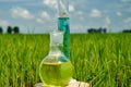 Image of a glass flask with a chemical solution on the background of young rice shoots