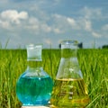 Image of a glass flask with a chemical solution on the background of young rice shoots. Glass bulb. Agrochemical solution.