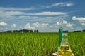 Agrochemical solution. Chemical agent. Fertilizer. Plant protection Royalty Free Stock Photo