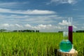 Image of a glass flask with a chemical solution on the background of young rice shoots.
