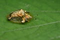 Image of gold turtle beetle or escarabajo tortuga de oro. Royalty Free Stock Photo