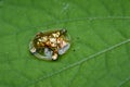 Image of gold turtle beetle or escarabajo tortuga de oro. Royalty Free Stock Photo