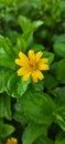 Image of golden button Flower with green leaves