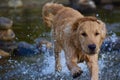 Puppy Splashing in the Water on a Hot Summer Day. Royalty Free Stock Photo