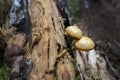 Image of Golden Topped Mushroom Fungi on Mountain Forest Floor