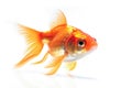 Image of goldfish isolated on white background. Fish., Animal. Pet