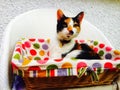 Kitten in a polka dot basket