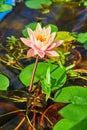 Gorgeous pink lily pad flower in water Royalty Free Stock Photo