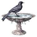 Gothic crow on a fountaine watercolor illustration