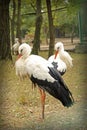 Image of graceful white storks at zoo