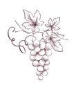 Image of grapes - engraving