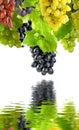Image of grapes over the water in the garden close up Royalty Free Stock Photo