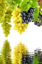 Image of grapes over the water in the garden close up Royalty Free Stock Photo