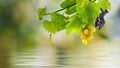 Image of grapes over water in a garden close-up Royalty Free Stock Photo