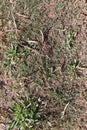 Grass / Ground Clutter Texture - perfect for videogames, web design, visual design or signs! Royalty Free Stock Photo