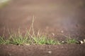 Grass Through Concrete Sidewalk 03