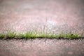 Grass Through Concrete Sidewalk 02 Royalty Free Stock Photo