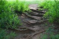 EXPOSED ROOTS OF MATURE TREES  GROWING ACROSS A PATH WITH GREEN VEGETATION ON THE SIDES Royalty Free Stock Photo