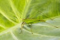 Image of grasshopper & x28;Small Green Leaf Katydid& x29;