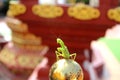 An Image of Grasshoppers on a blurred background